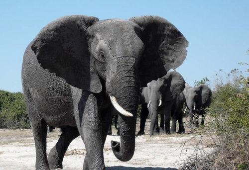 91大象成品视频入口,一网打尽热门影视，尽享视听盛宴